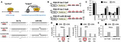 Cell-Based Reporter System for High-Throughput Screening of MicroRNA Pathway Inhibitors and Its Limitations